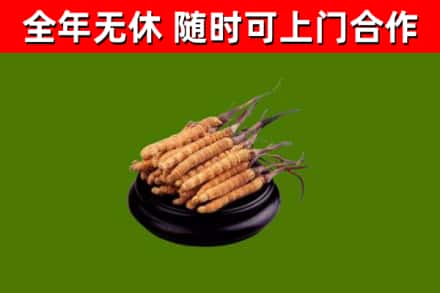 西区烟酒回收冬虫夏草.jpg