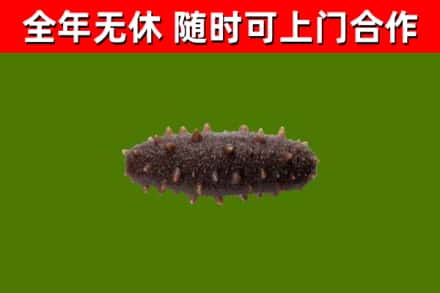 西区烟酒回收干海参.jpg